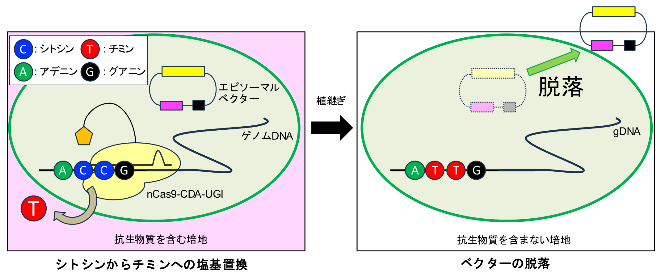 研究成果】外来遺伝子を残さない安全なゲノム編集を藻類で実現！ ―藻類