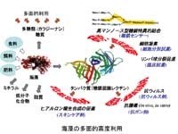 海藻の多面的高度利用