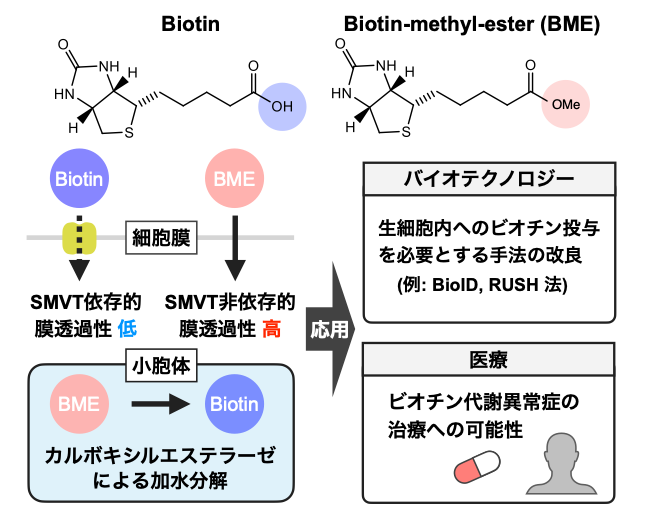 ビタミン「ビオチン」を細胞へ迅速・効率的に届ける新手法を開発～バイオテクノロジー技術の改良や遺伝性代謝異常症治療への応用に期待～