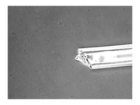 細菌の「走化性」動画