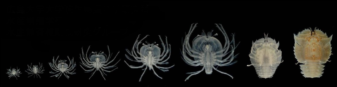 ウチワエビの幼生 写真