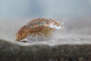 研究室のウチワエビ 写真 2