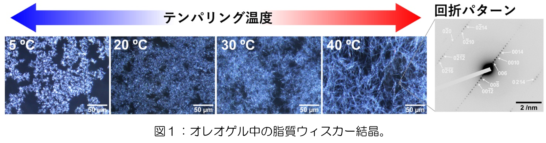 結晶の形と長さを制御し「油」を強く固める新技術～ゲルの壊れにくさを最大約 40 倍向上、食品や化粧品など幅広い分野での応用に期待～