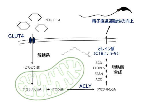 論文公開】分子農学生命科学プログラムの島田昌之教授らの論文が公開