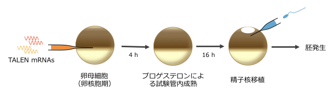 IVM-ICSIの概略図