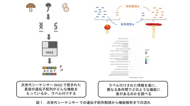 研究成果】真菌の遺伝子機能注釈を向上させる新手法を開発 ― シイタケ