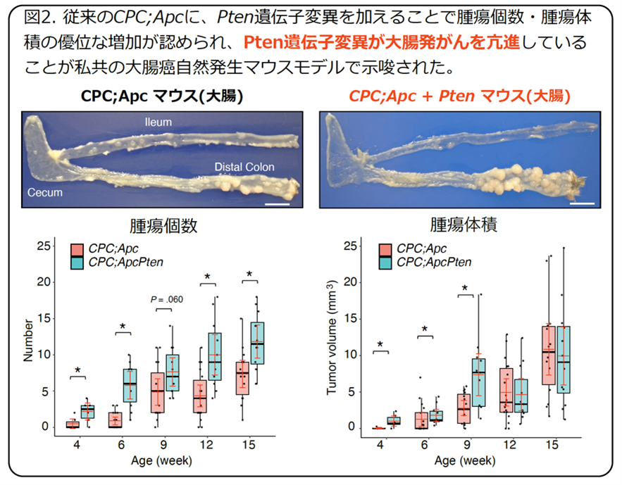 研究成果】世界初！難治性大腸がんを再現できるマウスを開発 〜大腸が