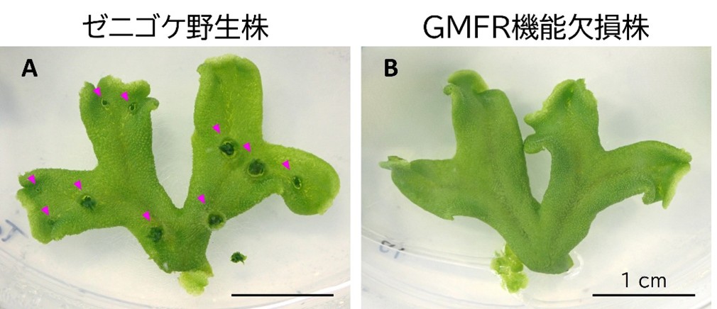 研究成果】ゼニゴケのクローン繁殖を誘導する遺伝子を発見 ―農作物種を