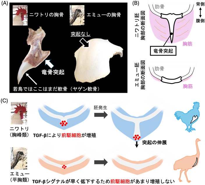 研究成果】“ヤゲン軟骨の秘密”を解明 〜飛ぶ鳥と走る鳥で異なる胸骨の