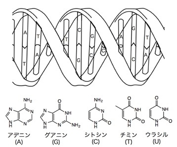 図3: DNAの構造と核酸塩基