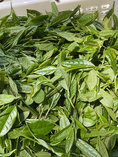 お茶の葉