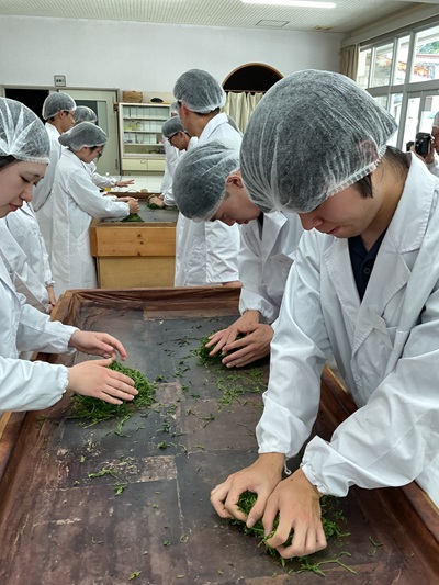 手もみ煎茶制作の様子