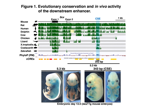 Figure 1. Evolutionary conservation and in vivo activity of the downstream enhancer. Figure 1. Evolutionary conservation and in vivo activity of the downstream enhancer.