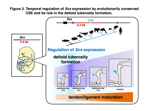 Figure 3. Temporal regulation of Scx expression by the evolutionarily conserved CSE and its role in deltoid tuberosity formation. Figure 3. Temporal regulation of Scx expression by the evolutionarily conserved CSE and its role in deltoid tuberosity formation.
