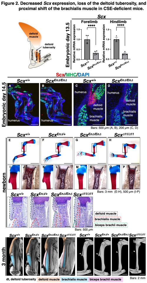Figure 2. Decreased Scx expression, loss of the deltoid tuberosity, and proximal shift of the brachialis muscle in CSE-deficient mice Figure 2. Decreased Scx expression, loss of the deltoid tuberosity, and proximal shift of the brachialis muscle in CSE-deficient mice