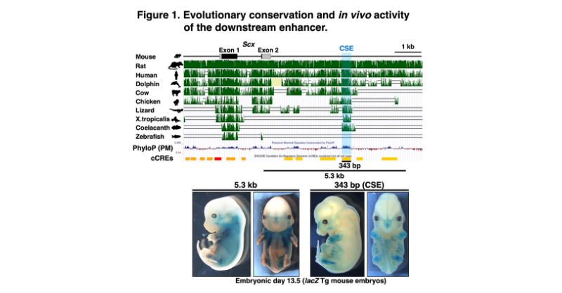 Photo: hiroshima-u.ac.jp Researchers Identify Key Genetic Enhancer for Tendon and Ligament Development
