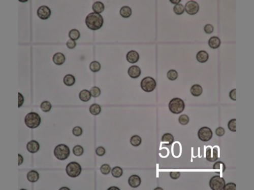 Photomicrograph of cells of Aurantiochytrium sp. strain LW3, a marine microbe that can produce omega-3 fatty acids