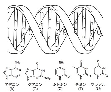 図2: DNAの構造と核酸塩基