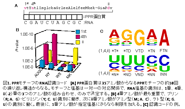 図1 A,B,C