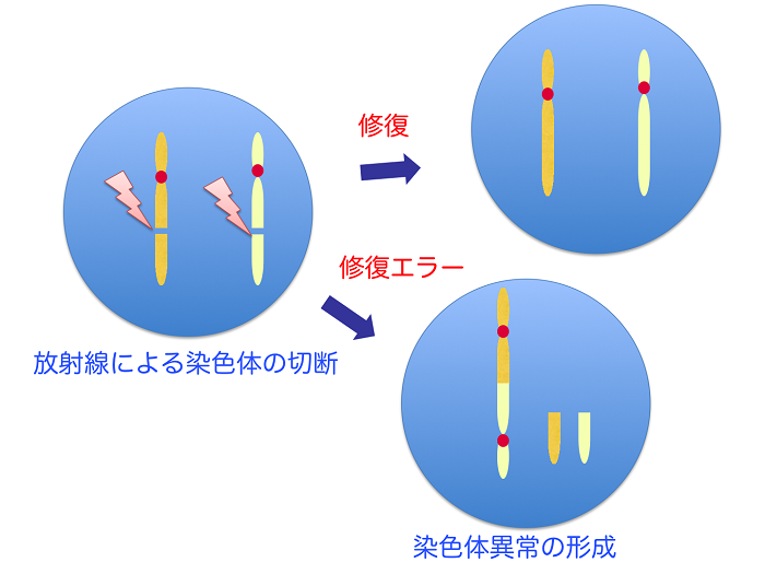 図1 放射線による異常染色体の形成