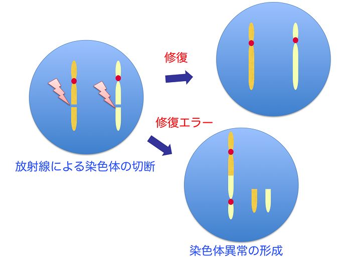 図１　放射線による異常染色体の形成