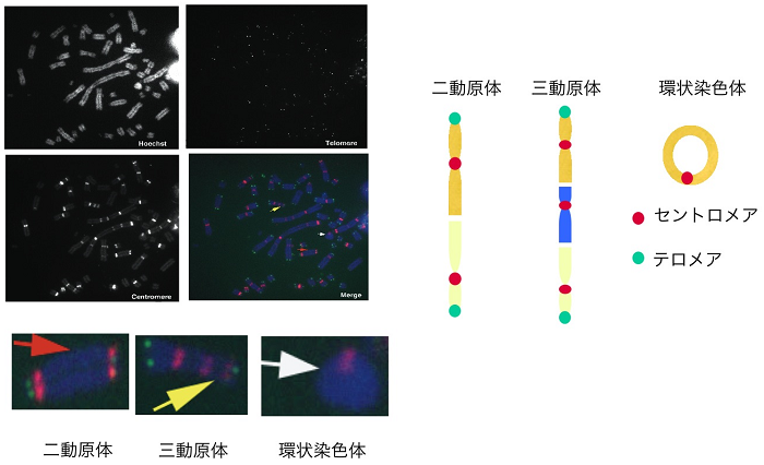 図２　ギムザ法とPNA-FISH法を用いた異常染色体の検出 PNA FISH