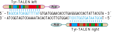図１　ラットチロシナーゼ（Tyr）遺伝子を標的としたTALエフェクターヌクレアーゼ（TALEN）