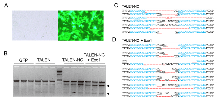 図２（A）ラット線維芽細胞（Rat-1）とGFPを導入したRat-1細胞（B）変異解析法