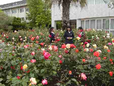 附属福山中・高等学校のばら花壇