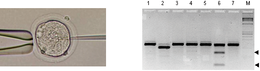 図３　ラット受精卵へ顕微注入法によりTALENを導入（左）、変異解析法により確認された遺伝子変異（右）