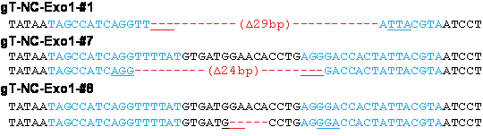図４　ラットTyr遺伝子を欠損して全身が真白になったアルビノラット（Tyrノックアウトラット）と導入された変異