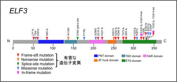 ELF3の遺伝子変異パターン