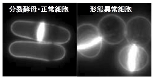 図1. 分裂酵母の正常細胞と形態異常変異体