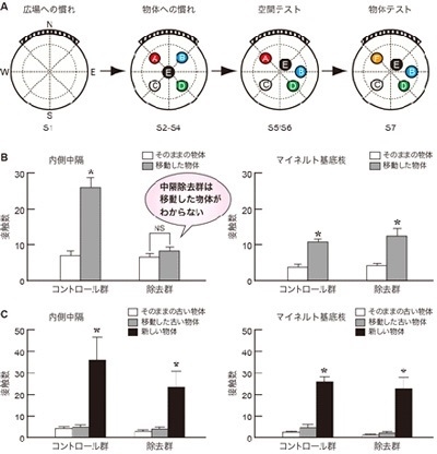 【図２】連続探索課題において、内側中隔アセチルコリン細胞を除去すると物体の位置が思い出せなくなる