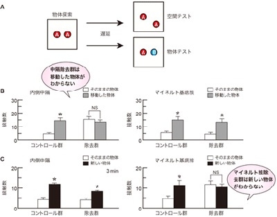 【図３】　単回探索課題において、内側中隔アセチルコリン細胞を除去すると物体の位置が思い出せなくなり、マイネルト基底核アセチルコリン細胞を除去すると物体自身のことが思い出せなくなる