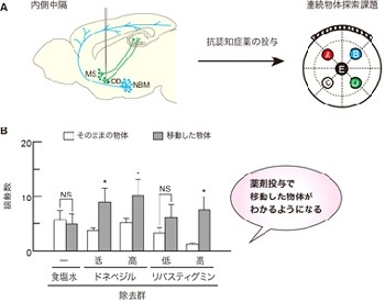 図４】抗認知症薬を投与すると、連続探索課題における内側中隔アセチルコリン細胞を除去したマウスの空間認識に関する記憶障害が回復する