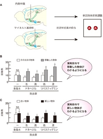 【図５】抗認知症薬を投与すると、単回探索課題において、内側中隔細胞除去による空間認識に関する記憶障害およびマイネルト基底核細胞除去による物体認識に関する記憶障害が回復する