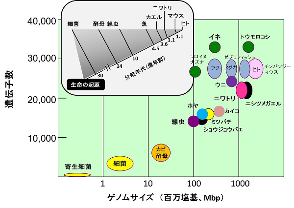 ゲノムサイズと遺伝子数