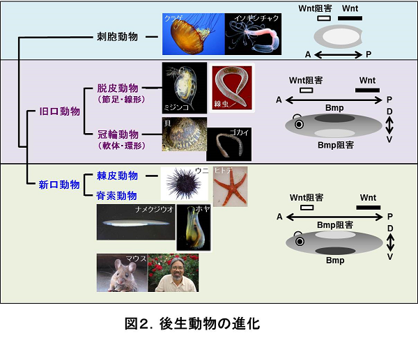 後生動物の進化