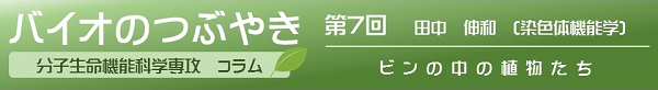 バイオのつぶやき第7回田中伸和教授「ビンの中の植物たち」