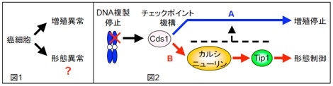 図１、図２