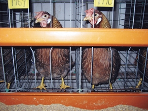 産卵鶏の行動解析と分析用試料採取
