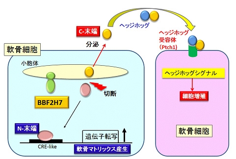 図２．BBF2H7の働き