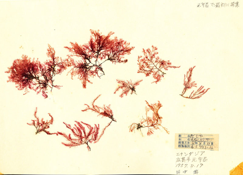 生物圏科学研究科修了生の田中博氏より海藻標本集を寄贈されました