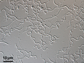 新綱微生物の写真
