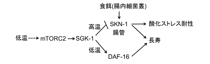 概略図