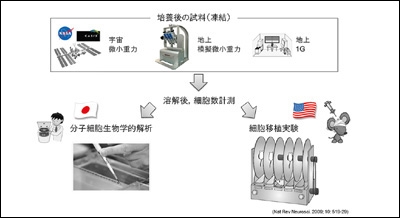 実験概要