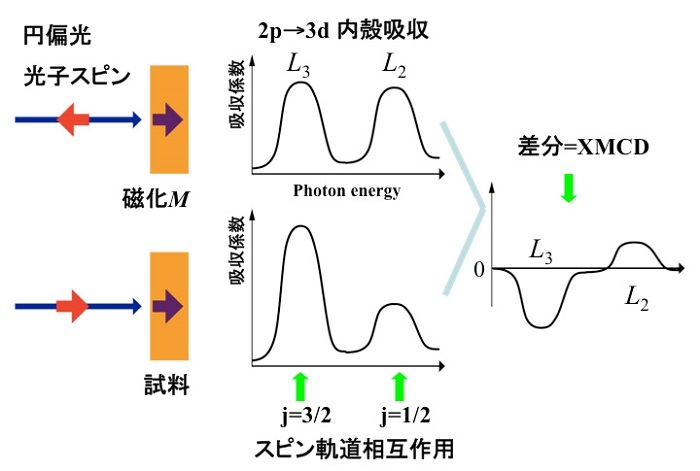 図6：内殻吸収磁気円二色性（XMCD）