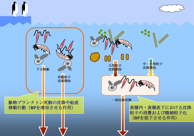 生物ポンプ（BP）の模式図