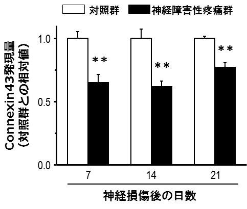 図1. 神経障害性疼痛時の脊髄におけるconnexin43発現量の変化